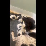 English Springer Spaniel - Bitches