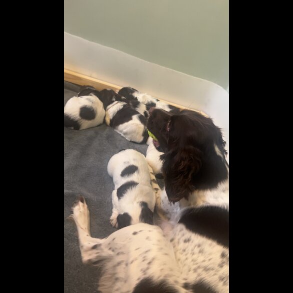 English Springer Spaniel - Bitches