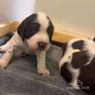 English Springer Spaniel - Both