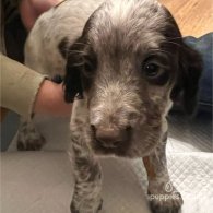 Sprocker Spaniel - Both