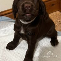 Sprocker Spaniel - Both