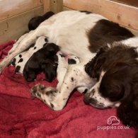 Sprocker Spaniel - Both