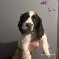 Sprocker Spaniel - Both