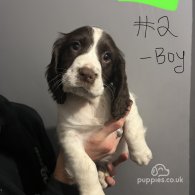 Sprocker Spaniel - Both