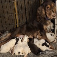 Sprocker Spaniel - Both