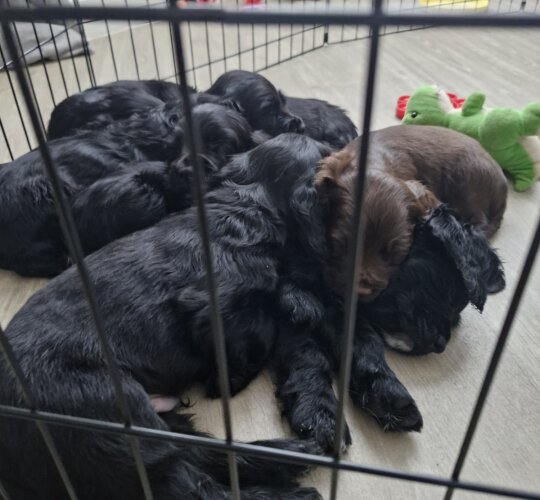 Sprocker Spaniel