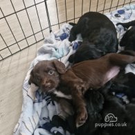 Sprocker Spaniel - Both