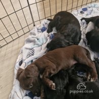 Sprocker Spaniel - Both