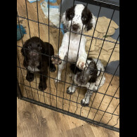 Sprocker Spaniel - Both