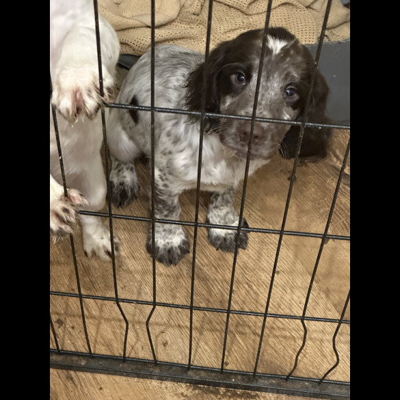 Sprocker Spaniel - Both