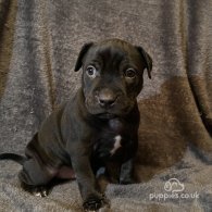 Staffordshire Bull Terrier - Dogs