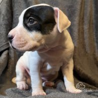 Staffordshire Bull Terrier - Dogs