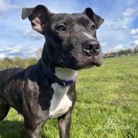 Staffordshire Bull Terrier - Dogs