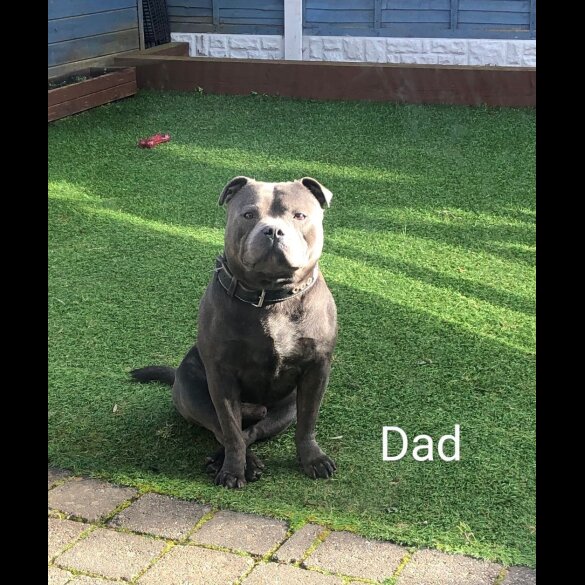 Staffordshire Bull Terrier - Bitches