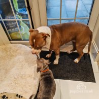 Staffordshire Bull Terrier - Both