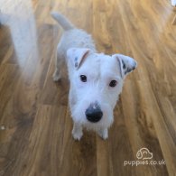 Parson Russell Terrier