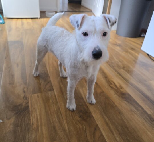 Parson Russell Terrier