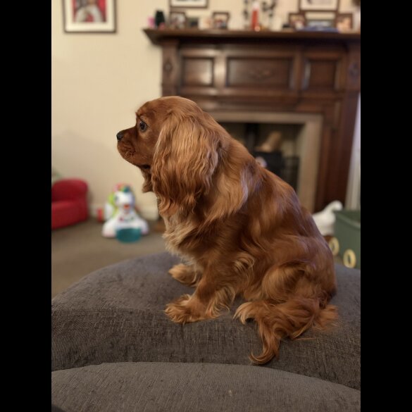 Cavalier King Charles Spaniel