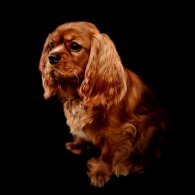 Cavalier King Charles Spaniel