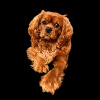 Cavalier King Charles Spaniel