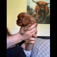 Cavalier King Charles Spaniel