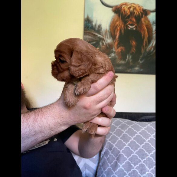 Cavalier King Charles Spaniel