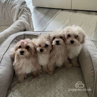 Maltipoo - Dogs