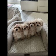 Maltipoo - Dogs