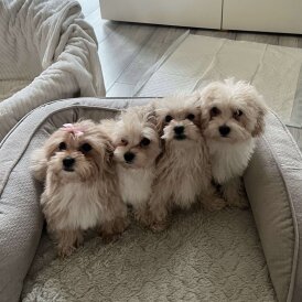 Maltipoo - Dogs