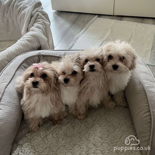 Maltipoo - Dogs