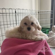 Maltipoo - Dogs