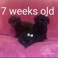 Toy Poodle - Both