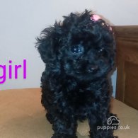 Toy Poodle - Both