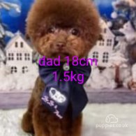 Toy Poodle - Both