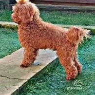 Toy Poodle