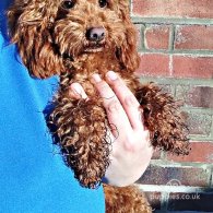 Toy Poodle