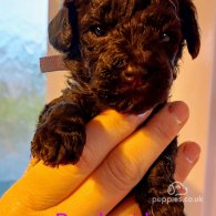 Toy Poodle - Both