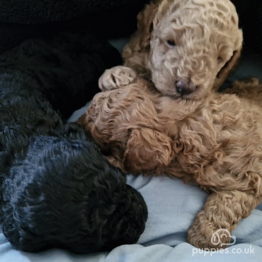 Toy Poodle - Dogs