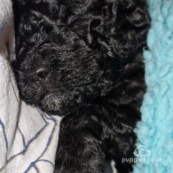 Toy Poodle - Dogs