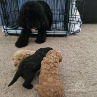 Toy Poodle - Dogs