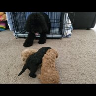 Toy Poodle - Dogs