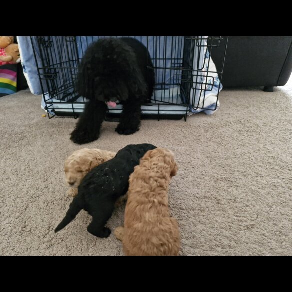 Toy Poodle - Dogs