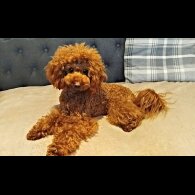 Toy Poodle