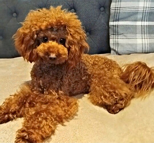 Toy Poodle