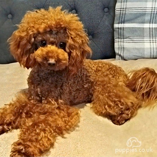 Toy Poodle