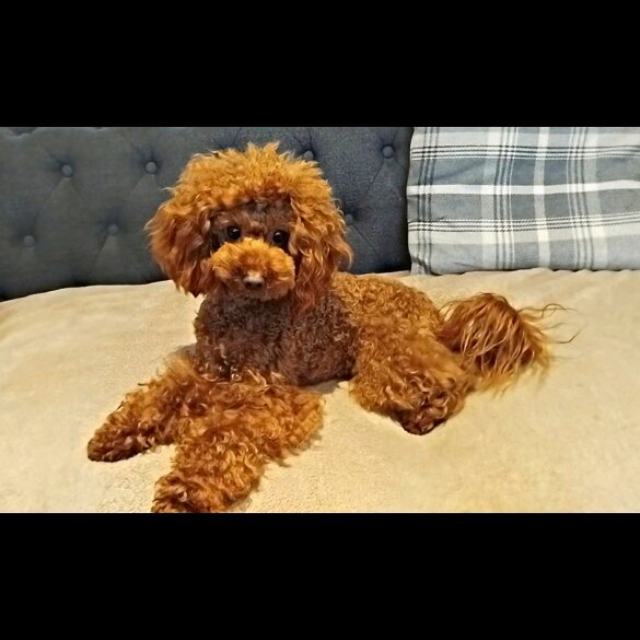 Toy Poodle