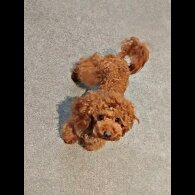 Toy Poodle