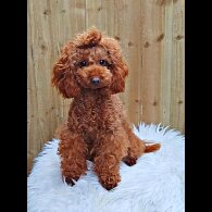 Toy Poodle