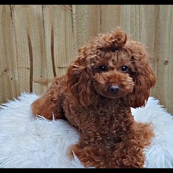 Toy Poodle