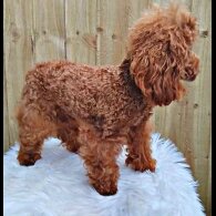 Toy Poodle